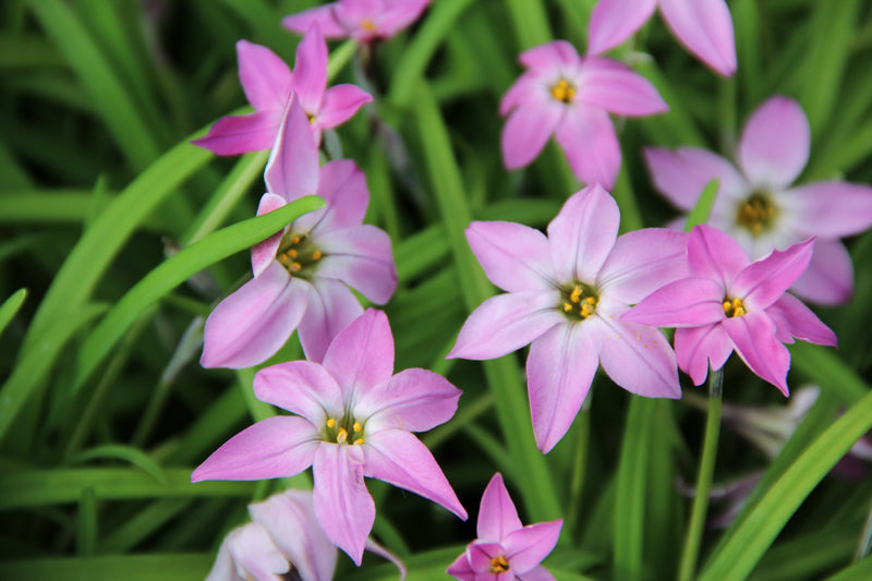 Ipheion 'Charlotte Bishop' Bulbs