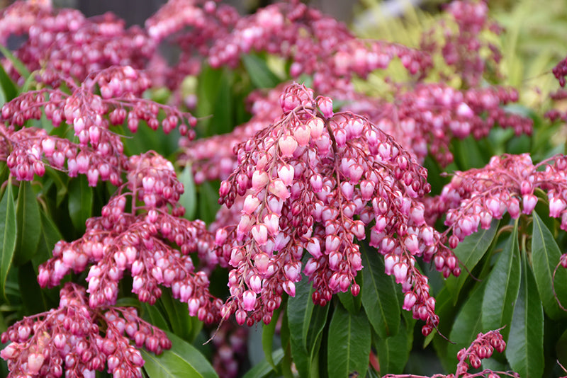 Pieris Japonica Katsura 2 Litre