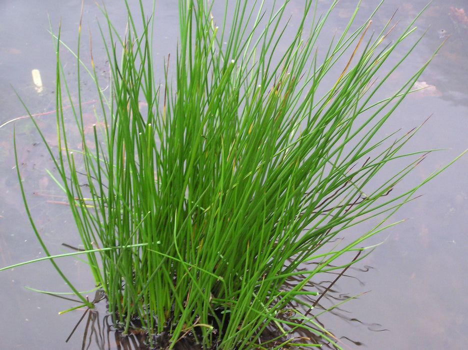 Juncus effusus 9cm