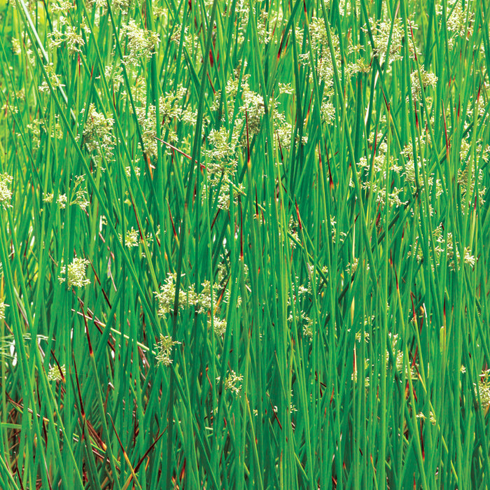 Juncus effusus 9cm