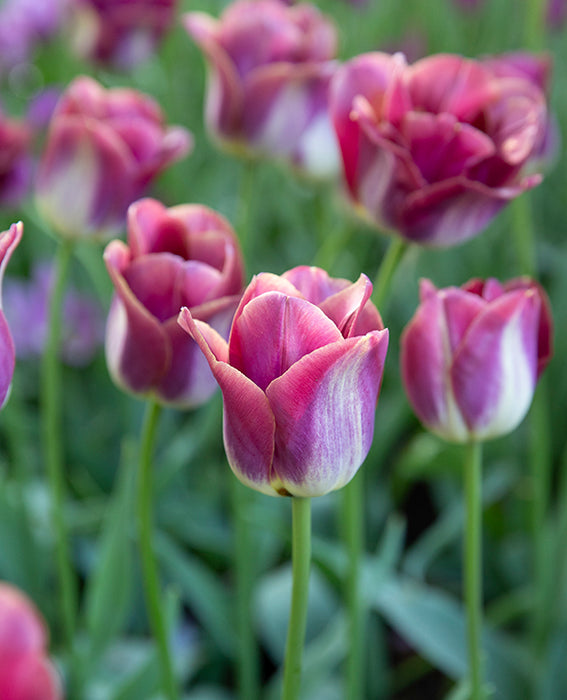 Tulip 'Kansas Proud' (7 Pack)