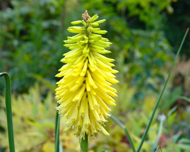 Kniphofia Bee's Lemon 2L