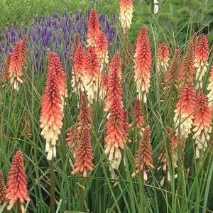 Kniphofia Orange Vanilla Popsicle 2 Litre — Newlands Garden Centre