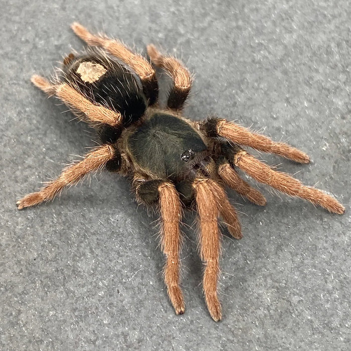 Dwarf Pink Leg Tarantula | Kochiana brunnipes (Med)