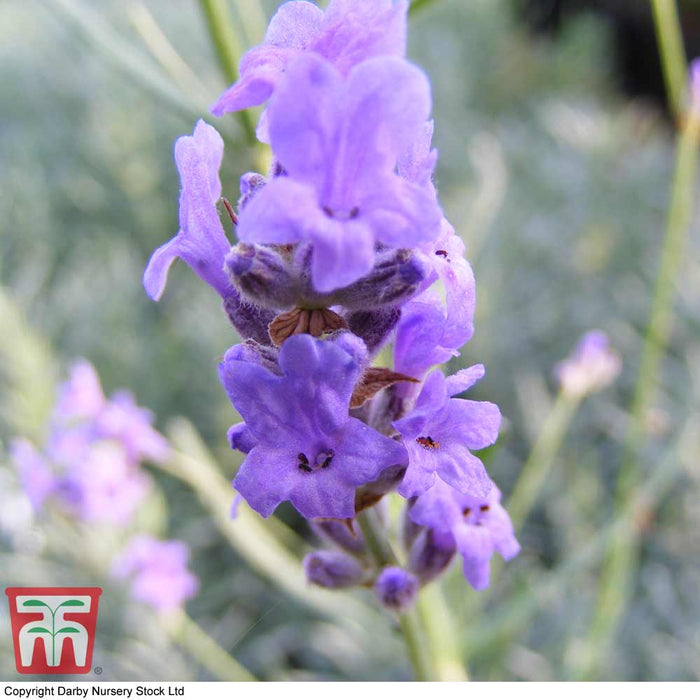 Lavender Munstead Dwarf