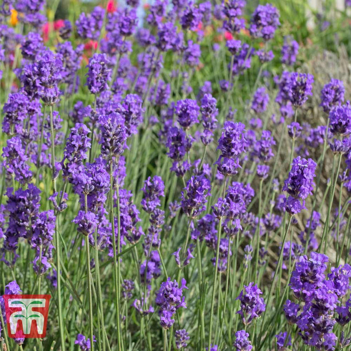 Lavender Munstead Dwarf