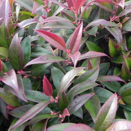 Leucothoe Scarletta Zeblid 2 Litre