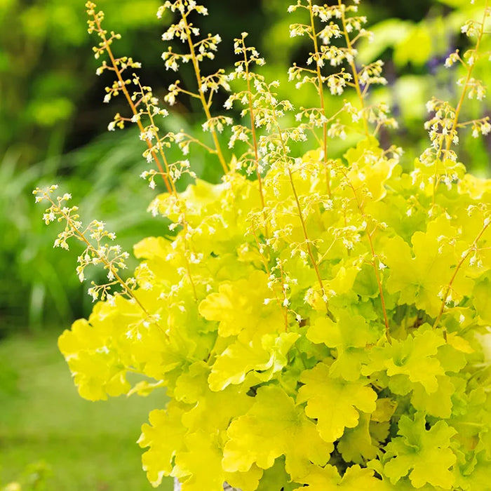 Heuchera 'Lime Marmalade' (2 Litre)