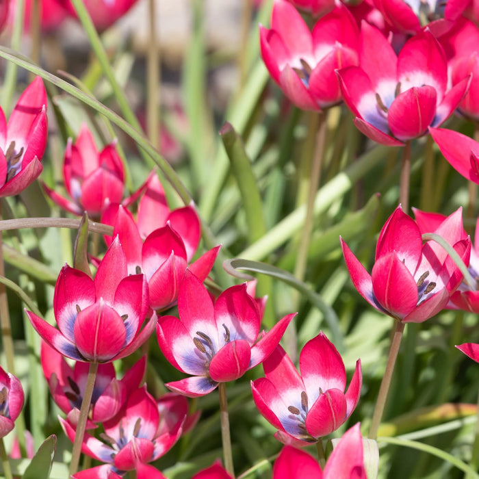 Tulip 'Little Beauty' (10 Pack)