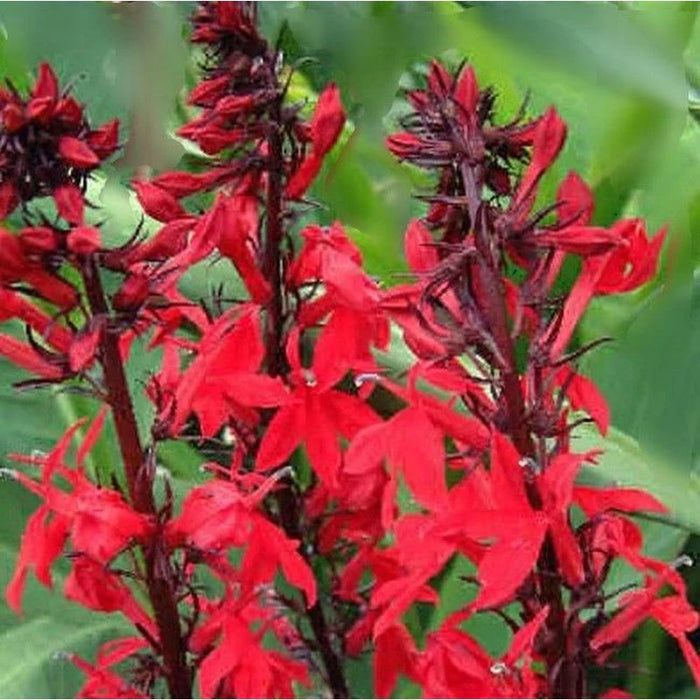 Lobelia Cardinalis | Queen Victoria (2 Litre)