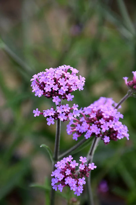 Verbena bonariensis Lollipop 2L