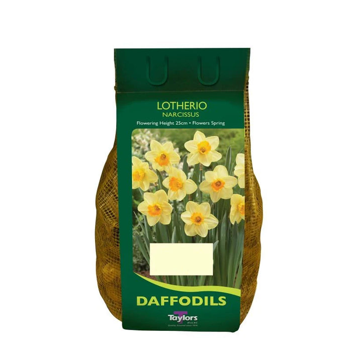 Daffodil Narcissus 'Lotherio' (2kg)