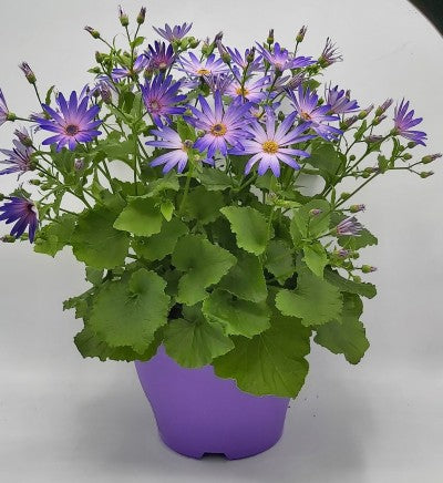 Senetti Patio Planter 23cm pot mix — Newlands Garden Centre