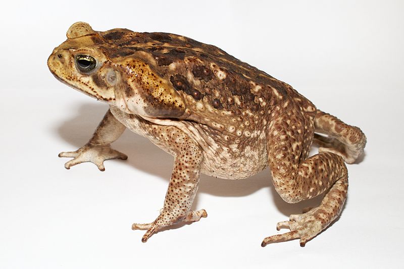 Marine Toad