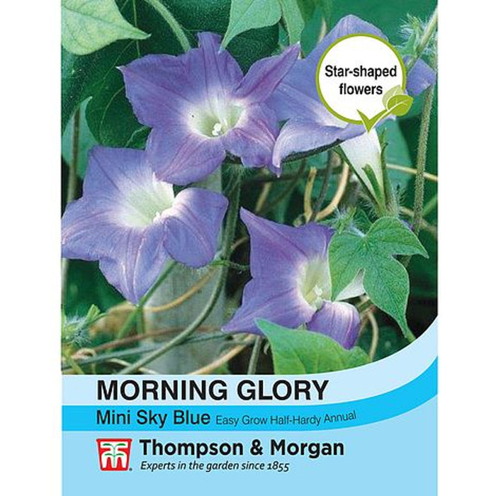 Morning Glory Mini Sky Blue