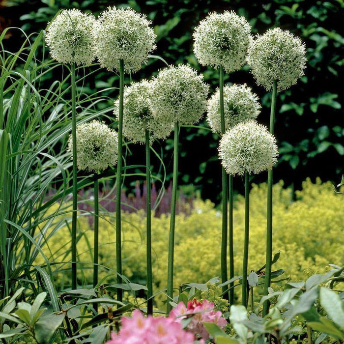 Allium 'Mount Everest' (1 Pack)