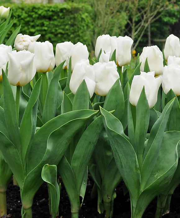 Tulip 'Calgary' Bulbs (5 pack)