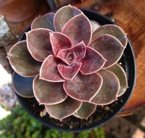 Echeveria 'Duchess of Nuremberg' — Newlands Garden Centre