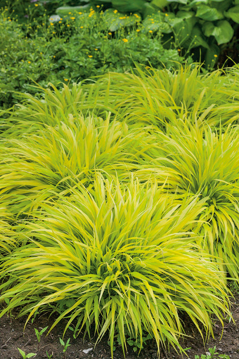 Hakonechloa 'All Gold' 2L