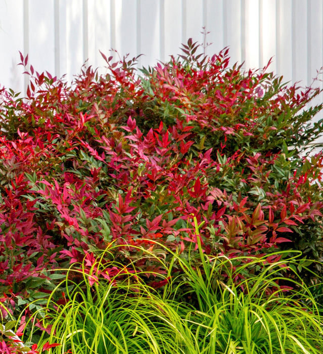 Nandina domestica 'Obsessed' 2 Litre