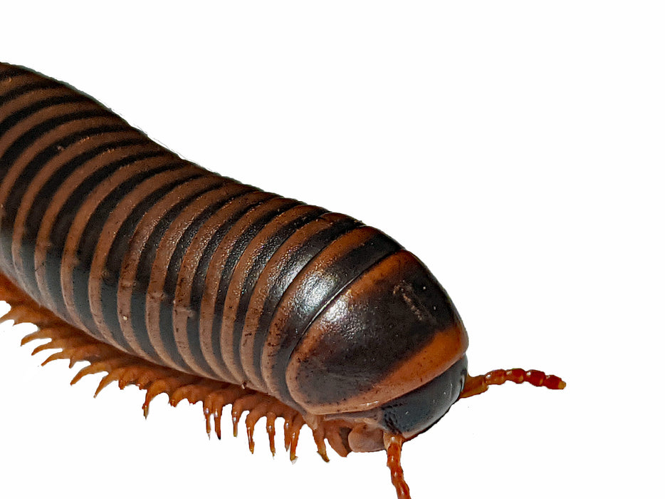 South American Millipede