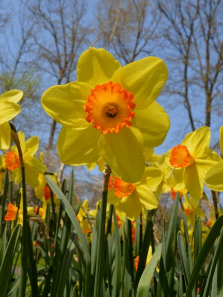 Daffodil Narcissus 'Red Devon' (3kg)