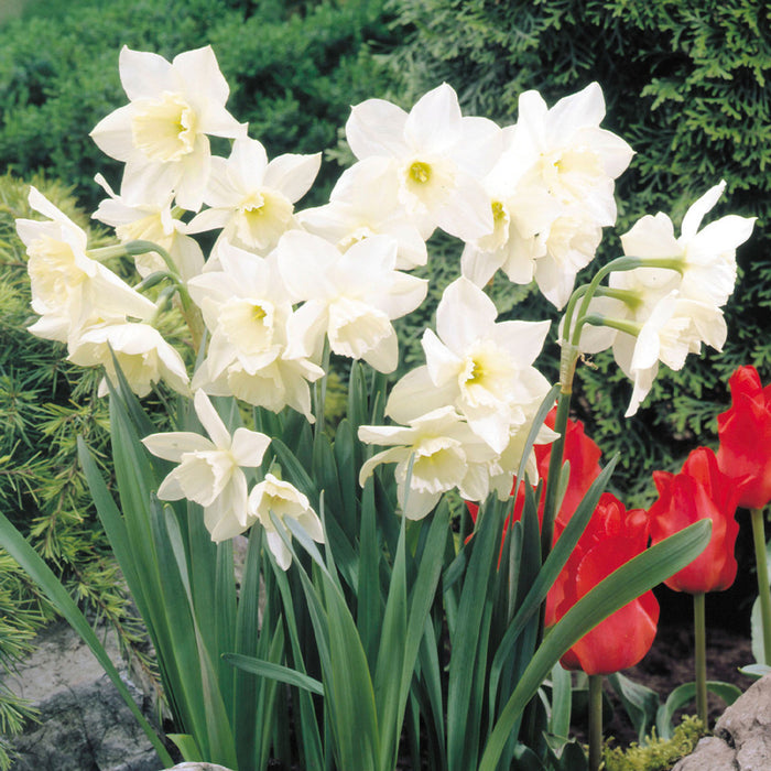 Daffodil Narcissus 'Tresamble' (6 Pack)