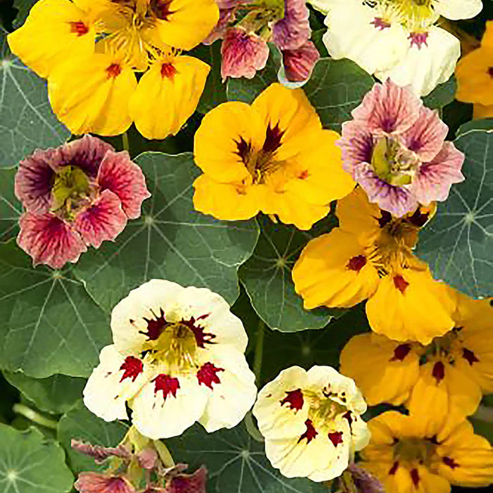 Nasturtium Ladybird Mix