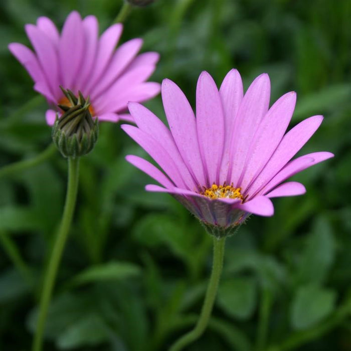 Osteospermum Jucundum 9cm