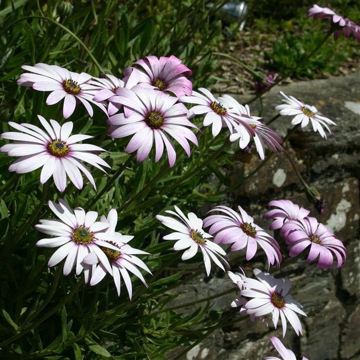 Osteospermum Lady Leitrim 2L