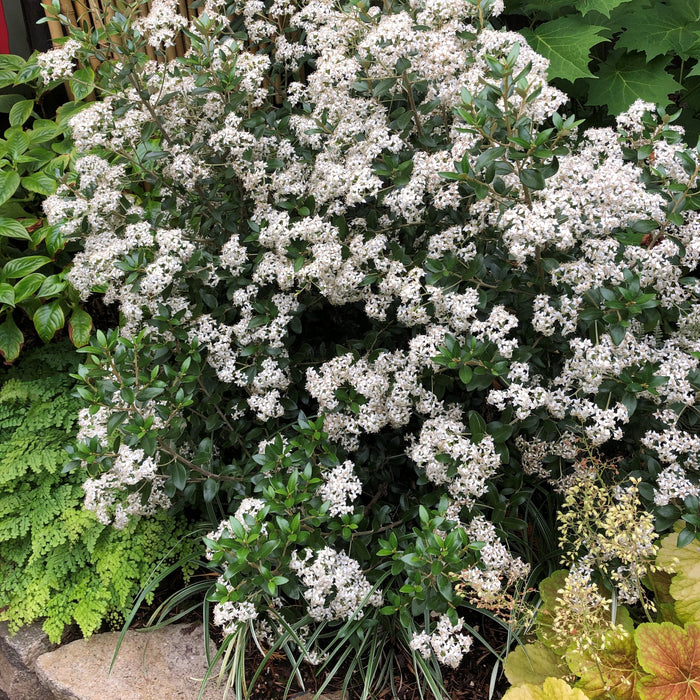 Olearia Haastii 2 Litre