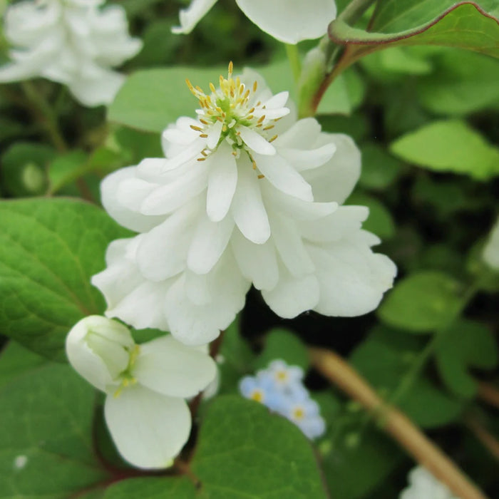 Houttuynia cordata 'Plena'  P9