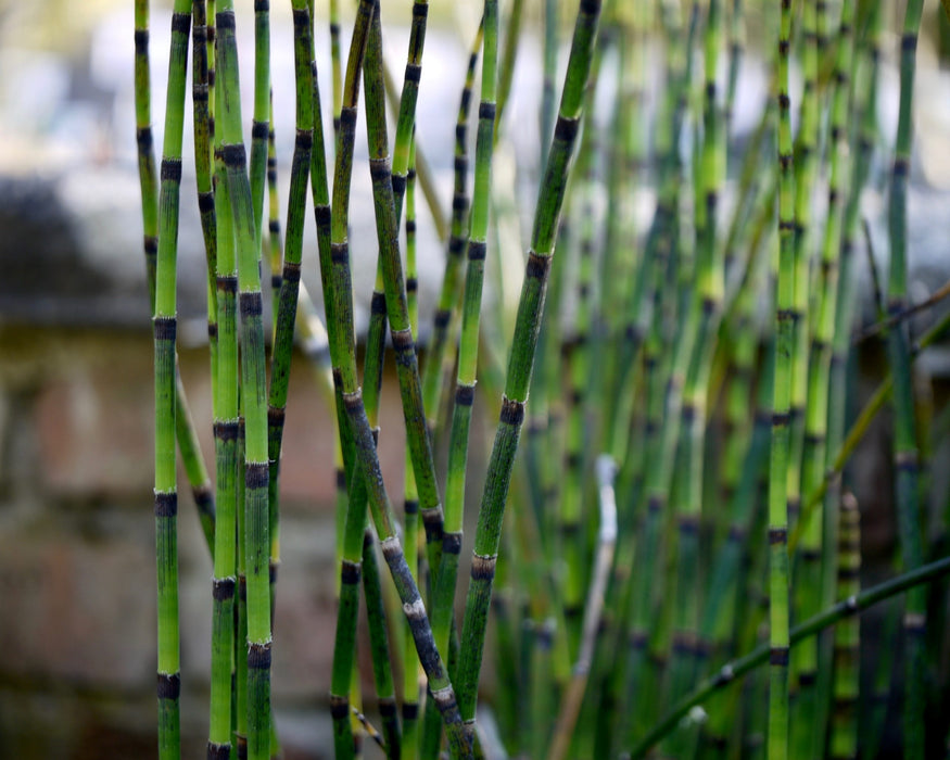 Equisetum hyemale robustum  P9