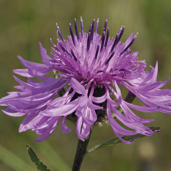 Natures Haven Great Knapweed