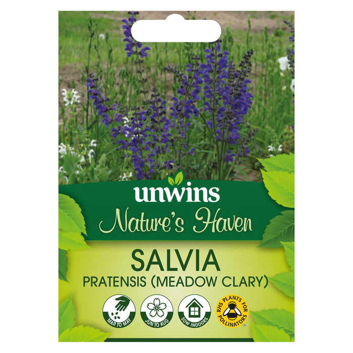 Nature's Haven Salvia Pratensis Meadow Clary