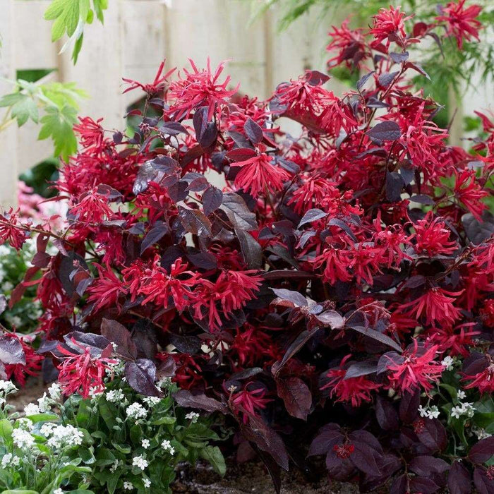 Loropetalum chinensis 'Fire Dance' (2 Litre)