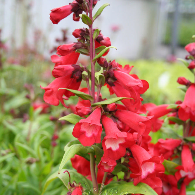 Penstemon Polaris Red 2L