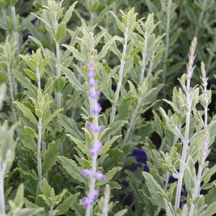 Perovskia atriplicifolia 'Blue Steel'