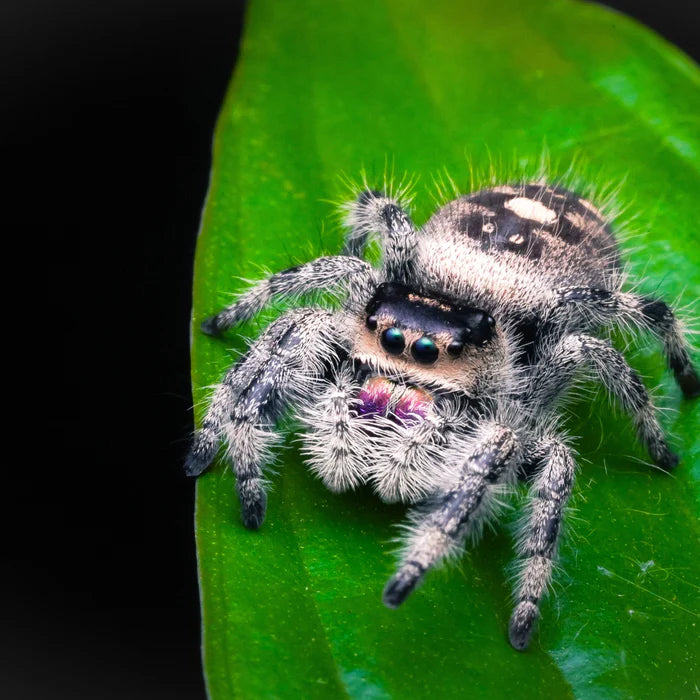 Regal Jumping Spider | Phidippus regius