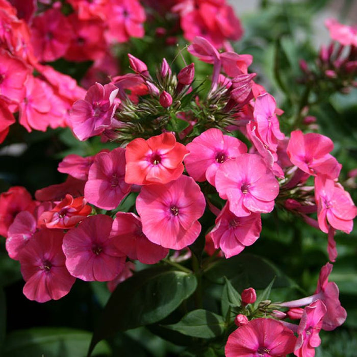 Phlox Paniculata 'Famous Coral' (2 Litre)