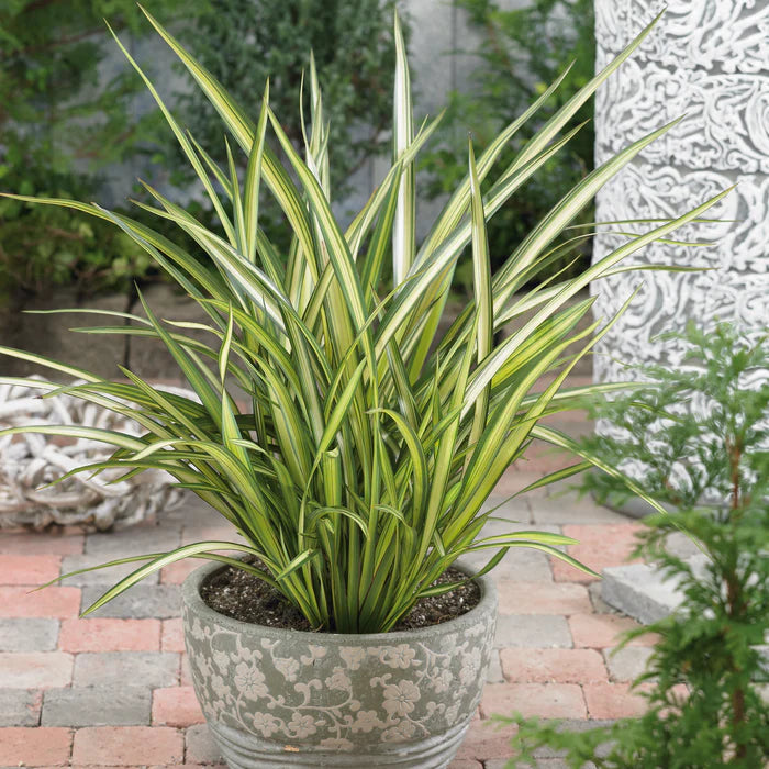 Phormium 'Cream Delight' 15 Litre