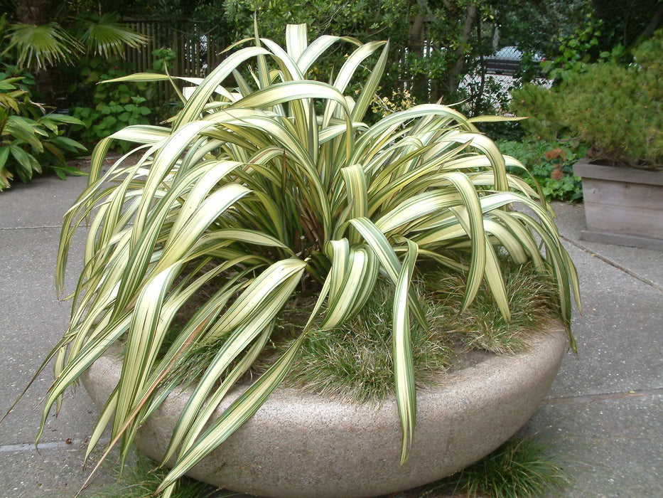 Phormium 'Cream Delight' 15 Litre