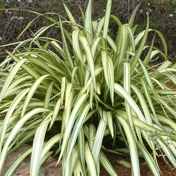 Phormium 'Cream Delight' 15 Litre