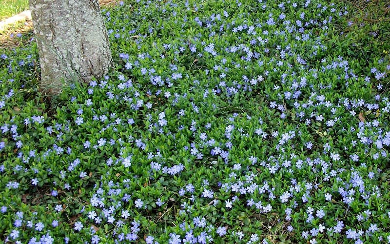 Vinca Major | Greater Periwinkle (2 Litre)