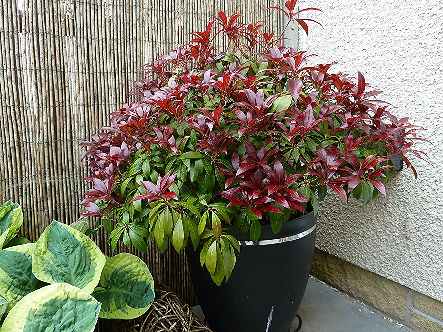 Pieris Japonica Katsura 2 Litre