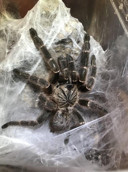 Orange Baboon Tarantula | Pterinochilus murinus DCF (L)