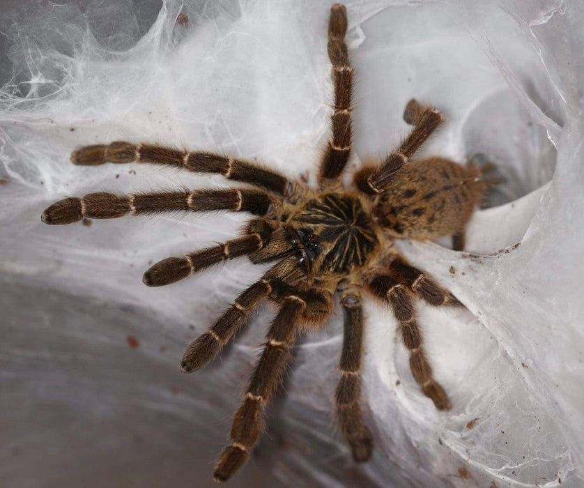 Orange Baboon Tarantula | Pterinochilus murinus 'Mikumi' (S)