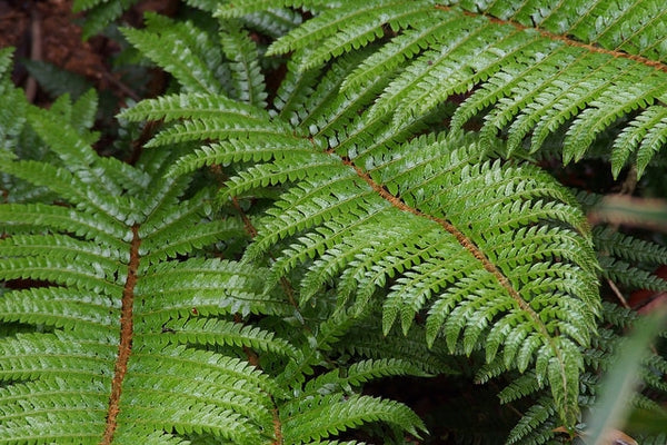 Polystichum Polyblepharum 'Tassel Fern' (2Litre)