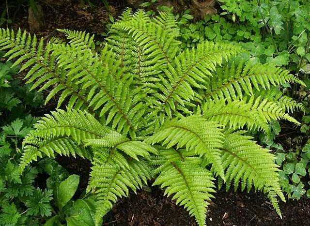 Polystichum Polyblepharum 'Tassel Fern' (2Litre)