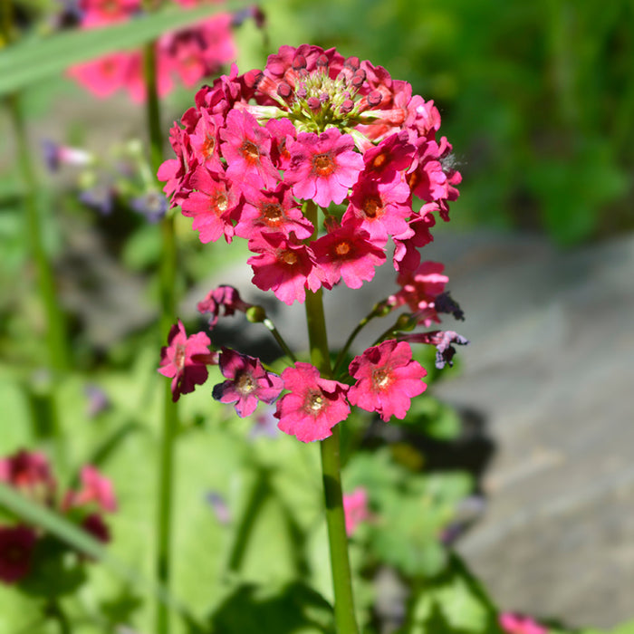 Primula japonica 'Miller's Crimson'